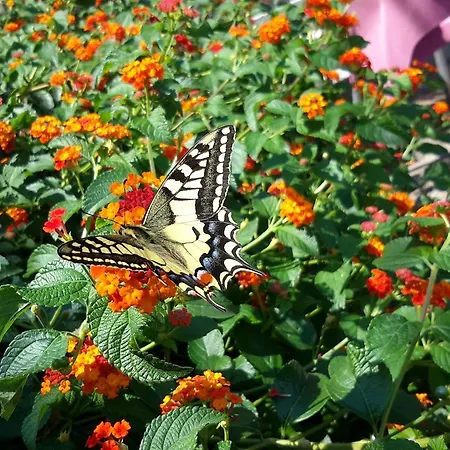 Hotel La Rosa San Piero in Campo (Isola d'Elba)