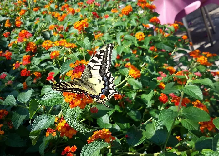 Hotel La Rosa San Piero in Campo (Isola d'Elba)